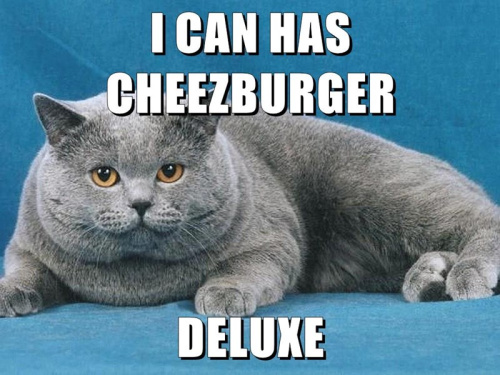 Cheezburger Memes Download